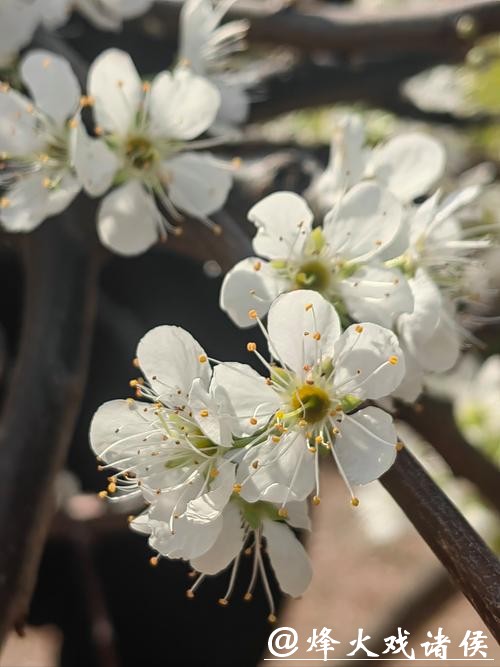 古邑年味藏不住了!松阳邀你探秘“诗意中国年” 古邑年味藏不住了!松阳邀你探秘“诗意中国年”